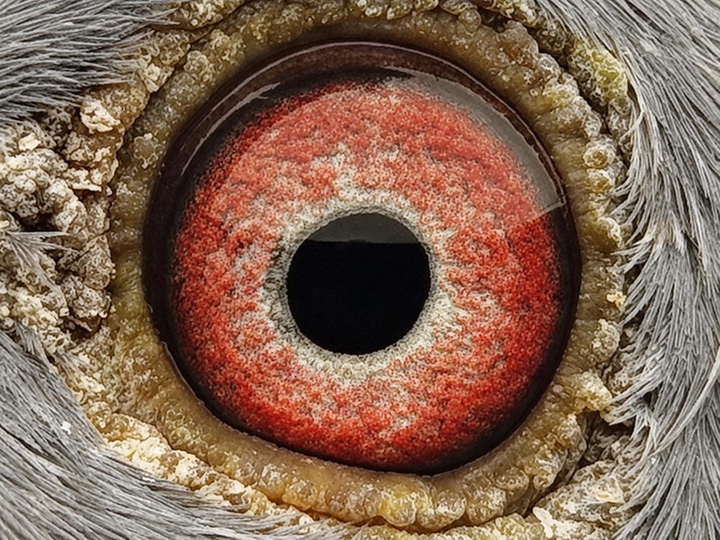 Pigeon eye